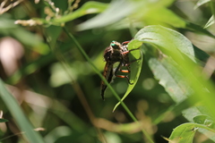 Promachus vertebratus