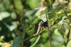 Promachus vertebratus