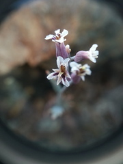 Streptanthus batrachopus