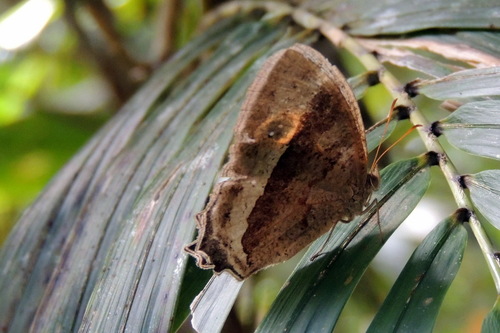 Heteropsis avelona