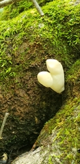 Helvella elastica