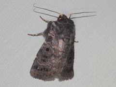 Proteuxoa rubripuncta