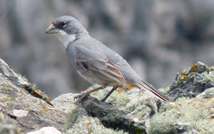 Common Diuca Finch photo 1