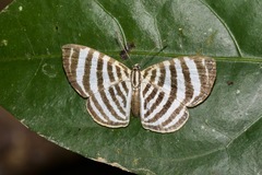 Argyrogrammana