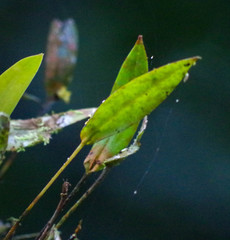 Pleurothallis dibolia