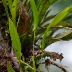 Pleurothallis dibolia