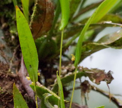 Pleurothallis dibolia