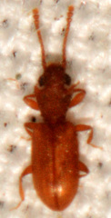 Silvanoprus angusticollis