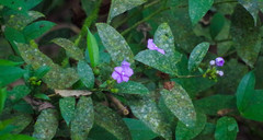 Brunfelsia grandiflora