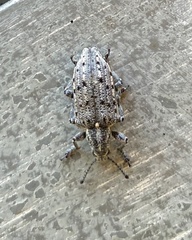Ithycerus noveboracensis