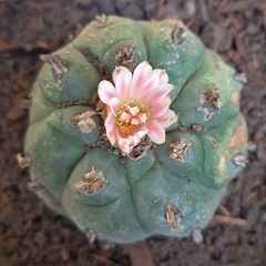 Lophophora