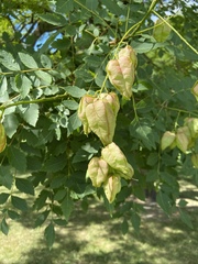 Koelreuteria paniculata