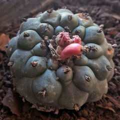 Lophophora