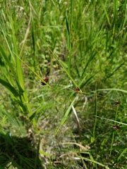 Rhynchospora cephalantha