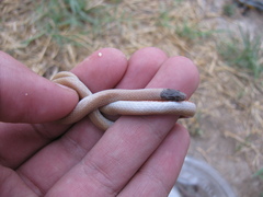 Tantilla nigriceps