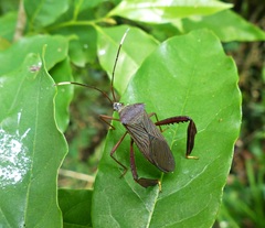 Acanthocephala parensis