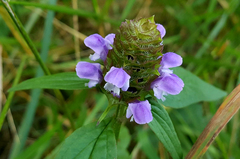 Prunella vulgaris lanceolata