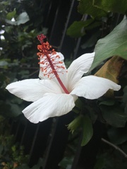 Hibiscus
