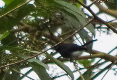 Polioptila schistaceigula