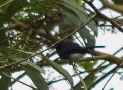 Polioptila schistaceigula