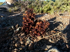 Kopsiopsis strobilacea