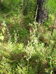 Stenanthium gramineum