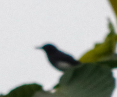 Polioptila schistaceigula