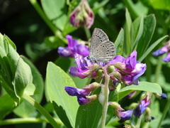 Glaucopsyche lygdamus image