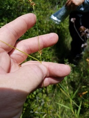 Rhynchospora gracilenta