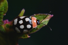 Alagoasa bipunctata perennis