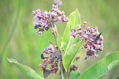 Satyrium caryaevorus