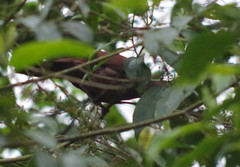 Patagioenas subvinacea