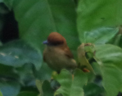 Pachyramphus cinnamomeus