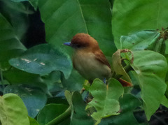 Pachyramphus cinnamomeus