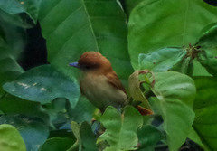 Pachyramphus cinnamomeus