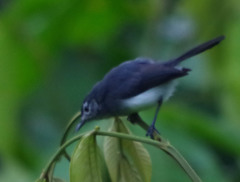 Polioptila schistaceigula