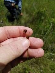 Rhynchospora gracilenta