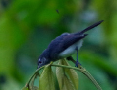 Polioptila schistaceigula