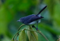 Polioptila schistaceigula