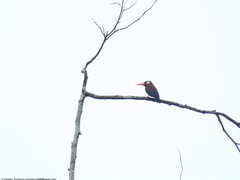 Galbalcyrhynchus leucotis