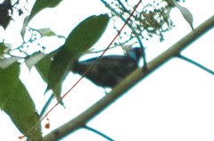 Dacnis venusta