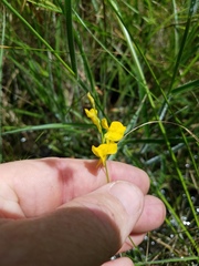 Utricularia juncea