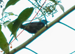 Dacnis venusta