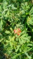 Indigofera jamaicensis
