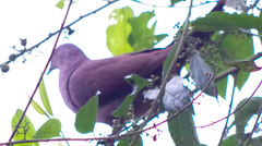 Patagioenas subvinacea