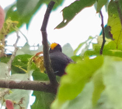 Tachyphonus delatrii