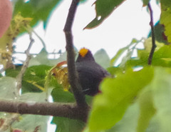 Tachyphonus delatrii