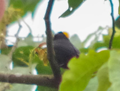 Tachyphonus delatrii