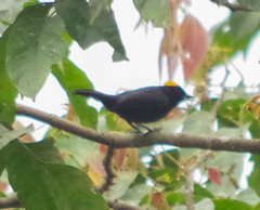 Tachyphonus delatrii