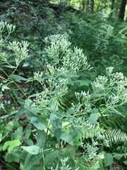 Eupatorium godfreyanum